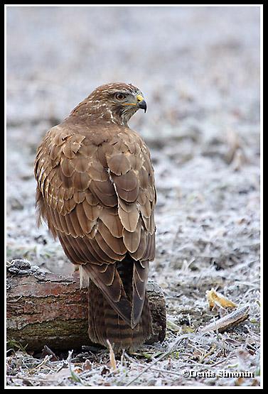 buse variable